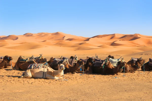 Kamelen in de Sahara woestijn — Stockfoto