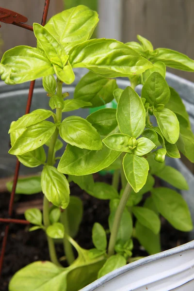 Pequena planta de manjericão — Fotografia de Stock