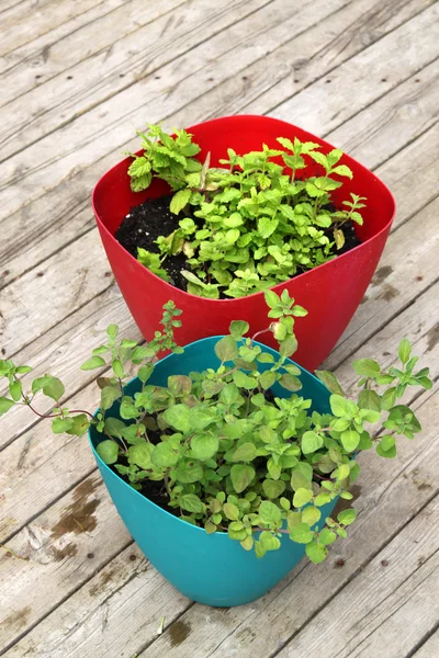 Menta verde e origano in crescita — Foto Stock