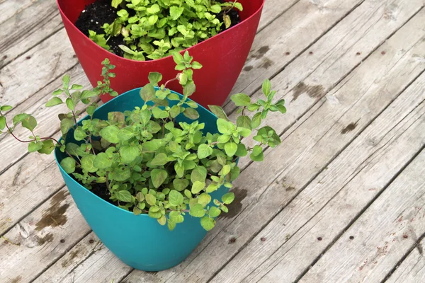 Crecimiento de menta verde y orégano — Foto de Stock