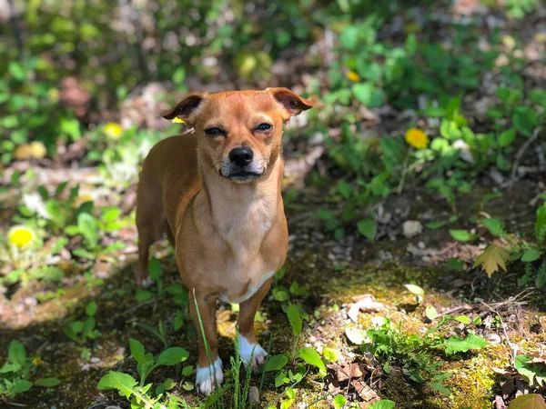 Chiweenie Chihuahua Jamnik Mieszają Psa Świeżym Powietrzu Wśród Trawy Dmuchawców — Zdjęcie stockowe