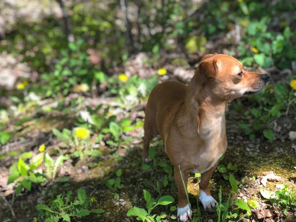 Chiweenie Chihuahua Dachshund Mix Dog Outdoors Amongst Grass Dandelions Spring — Stock Photo, Image