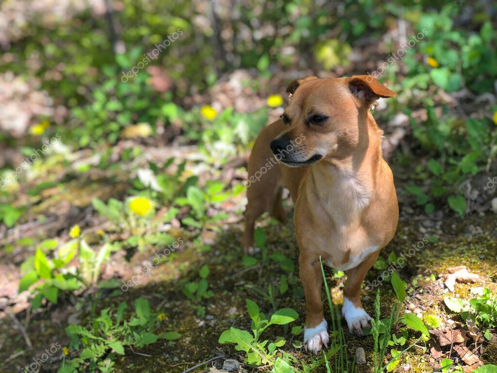 Dark brown retailers chiweenie
