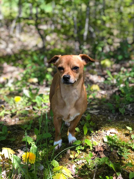 Chiweenie Chihuahua Dachshund Mix Dog Outdoors Amongst Grass Dandelions Spring — Stock Photo, Image