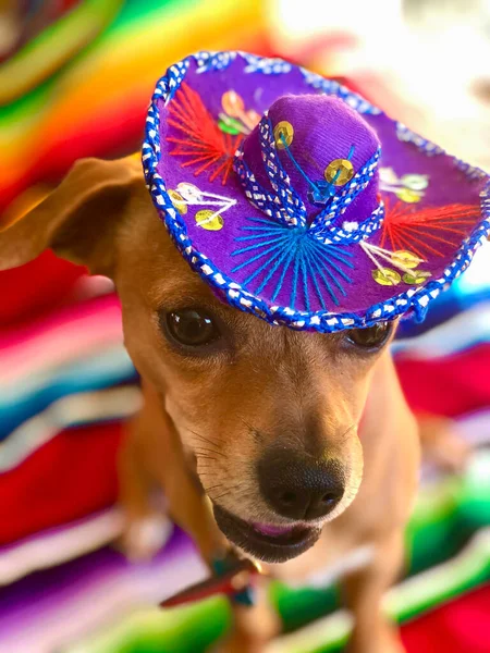 Chihuahua Und Dackel Mischlingshund Chiweenie Tragen Einen Sombrero Mit Buntem — Stockfoto