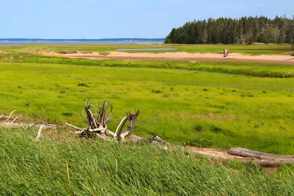 Treibholz Grasland Eines Vogelschutzgebietes Der Bay Fundy New Brunswick Kanada — Stockfoto