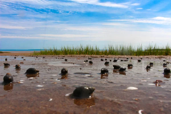 Black Mollusk Shells Sandy Beach Bay Fundy New Brunswick Canada — Stock Photo, Image