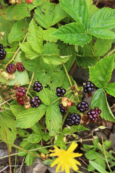 Arbusto Zarzamora Silvestre Con Fruta Creciendo Campo Nuevo Brunswick Canadá — Foto de Stock