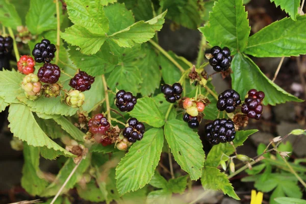 加拿大新不伦瑞克的一个田里生长着带有水果的野黑莓 — 图库照片