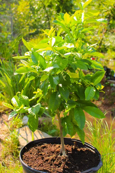 Young Lemon Trees Yet Bear Fruit Growing Pot Outdoors Sunshine — Stock Photo, Image