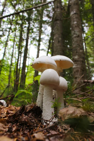 White Amanita Verna Mushrooms Growing Forest New Brunswick Canada — Stock Photo, Image