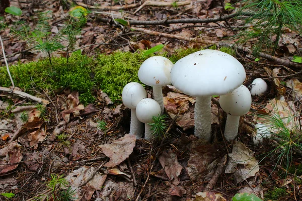 Cogumelos Brancos Amanita Verna Crescendo Floresta New Brunswick Canadá — Fotografia de Stock