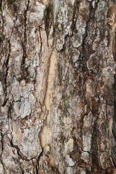 Тло Стовбура Дерева Кори Дерев Яною Текстурою — стокове фото