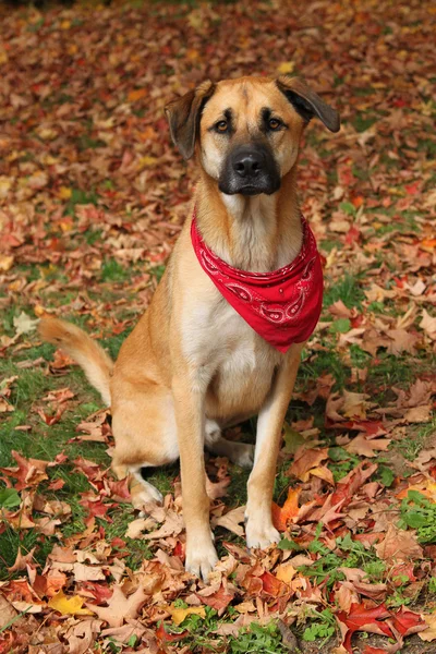 Large mixed breed dog in Autumn — Stock Photo, Image
