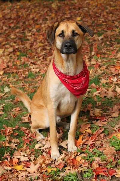 Büyük karışık doğurmak köpek Güz — Stok fotoğraf