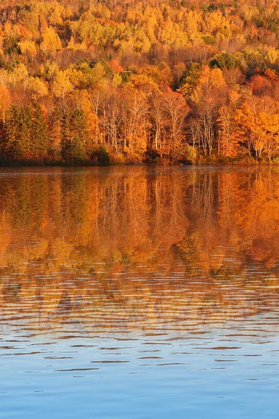 Fall bomen in New Brunswick Canada — Stockfoto