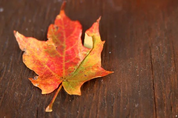 Dried Autumn leaf on wood — Stock Photo, Image