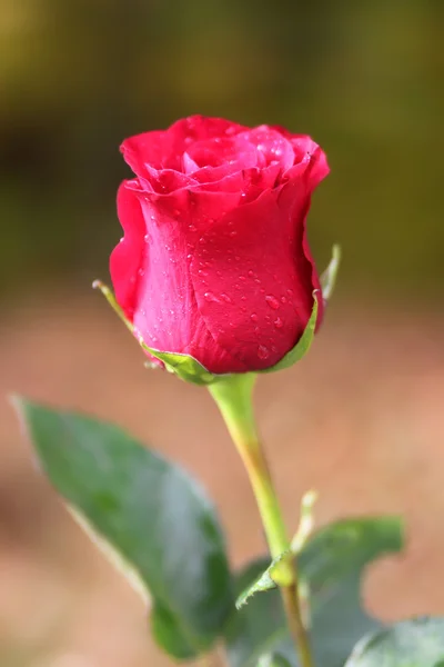 Schöne rosa Rose mit Tautropfen i — Stockfoto