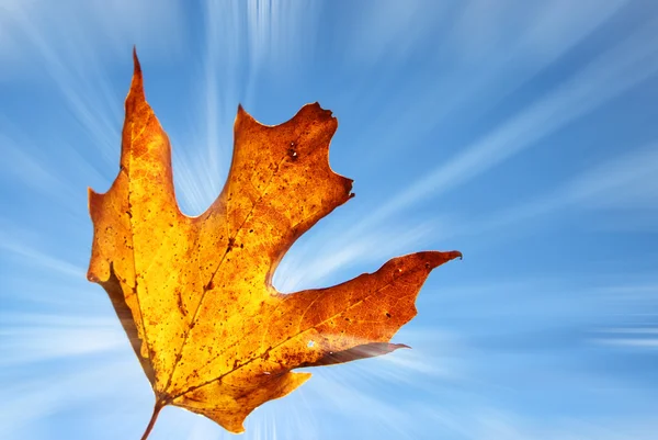 Oranje blad met zonnestralen — Stockfoto