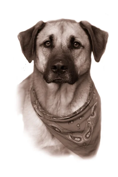 Gran perro de raza mixta en sepia vintage — Foto de Stock