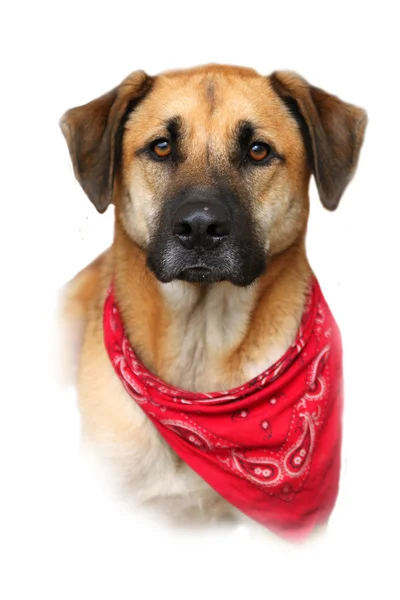 Gran perro de raza mixta sobre fondo blanco — Foto de Stock