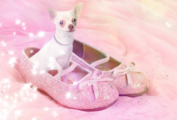 Chihuahua dog in pink glittery shoe — Stock Photo, Image