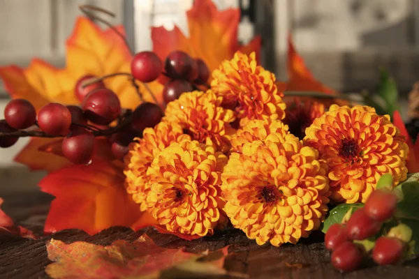 Fall Chrysanthemum flowers — Stock Photo, Image