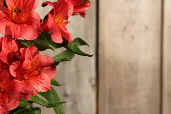 Ahşap arka plan üzerinde pembe Perulu Lily — Stok fotoğraf