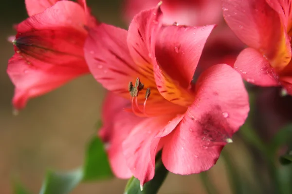 Rosa peruanska liljor — Stockfoto