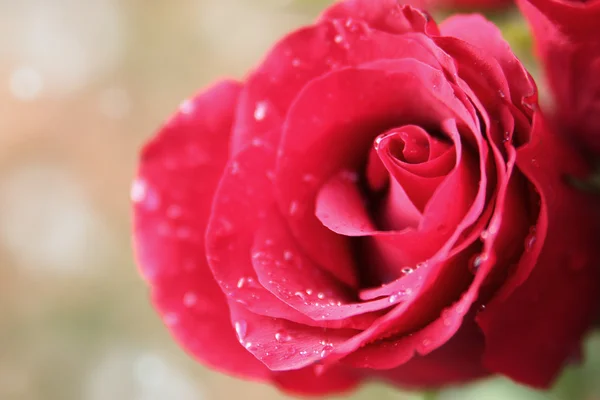 Rosa húmeda — Foto de Stock