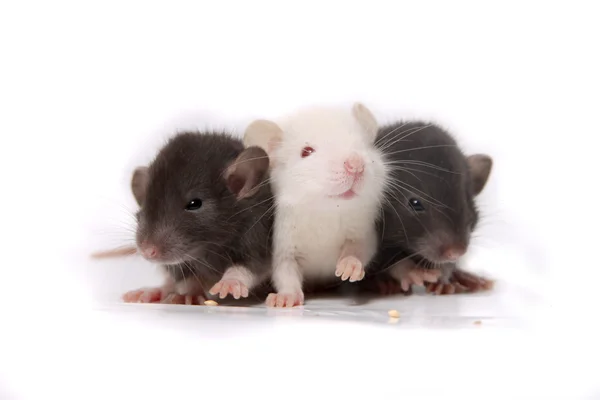 Baby rats — Stock Photo, Image