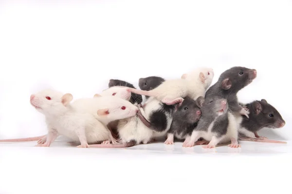 Baby rats — Stock Photo, Image