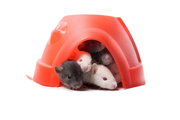 Baby råttor i en plast kupol — Stockfoto