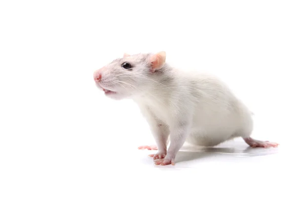 Curious baby rat — Stock Photo, Image