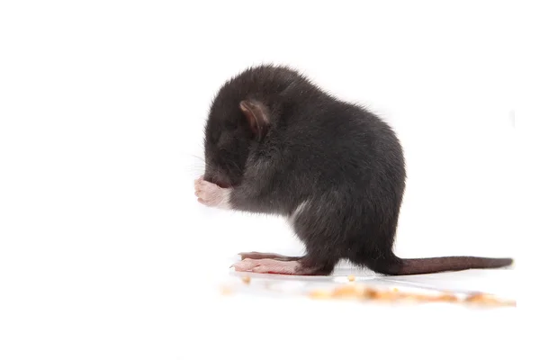 Baby brown gray rat eating — Stock Photo, Image