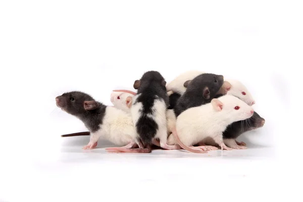 Bebé ratas subiendo unos a otros — Foto de Stock