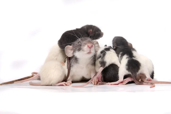 Baby rats climbing on mom rat — Stock Photo, Image