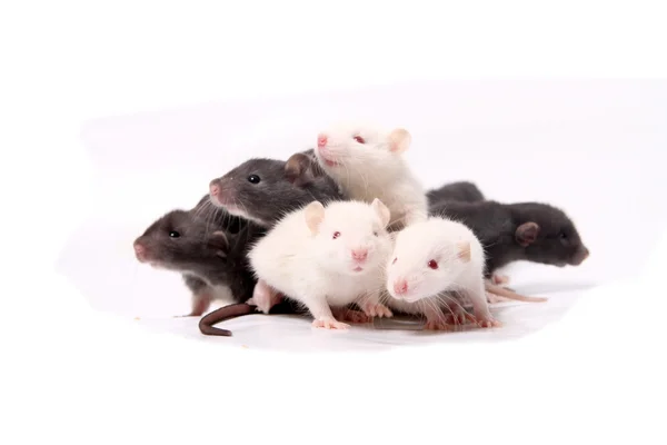 Baby rats climbing on eachother — Stock Photo, Image