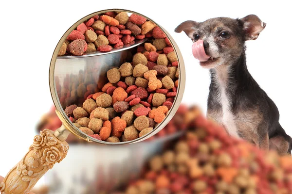 Magnigying in sur la nutrition des chiens — Photo