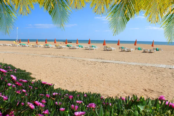 Strand von Albufeira mit Blumen und Stühlen — Stockfoto