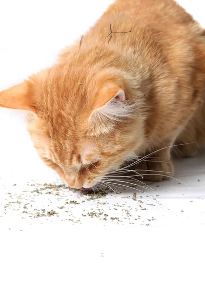 Orange cat eating catnip — Stock Photo, Image