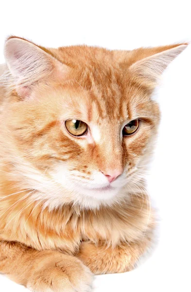 Orange katt — Stockfoto