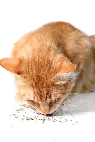 Kitty äta kattmynta — Stockfoto