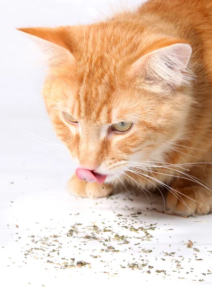 Cat licking up catnip — Stock Photo, Image