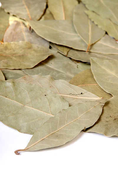 Close-up de folhas de louro — Fotografia de Stock