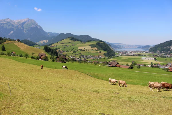 Vacas em pastagens de alpes — Fotografia de Stock