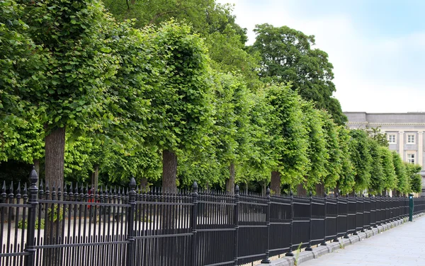 Rangée d'arbres et longue clôture — Photo