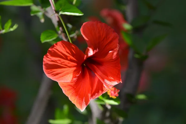 Ape dei fiori — Foto Stock