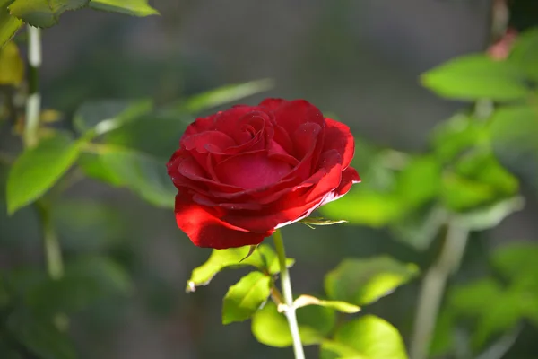 Flores abeja — Foto de Stock