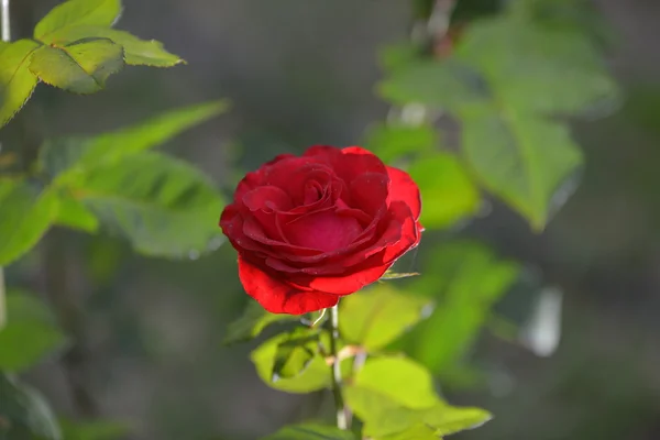 Flores abeja — Foto de Stock